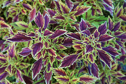Coleus 13JPG